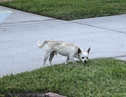 Found/Stray Male Dog last seen Kingbird Manor and Manor Oak, Fish Hawk, FL 33547