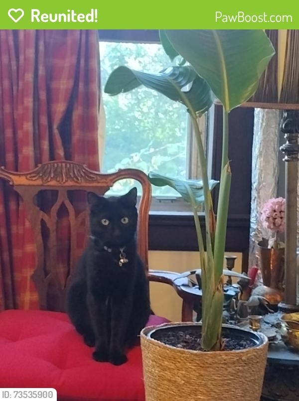 Reunited Male Cat last seen Lathers Park, New Rochelle, NY 10801