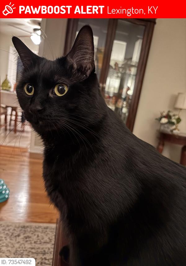 Lost Male Cat last seen Pasadena Drive and Clays Mill Road, Lexington, KY 40503
