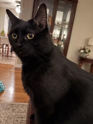 Lost Male Cat last seen Pasadena Drive and Clays Mill Road, Lexington, KY 40503