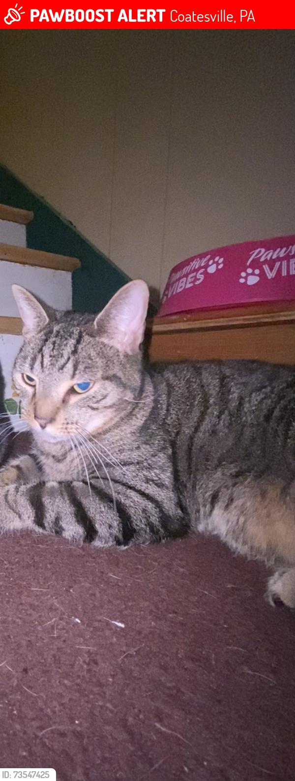 Lost Male Cat last seen 11th Ave Coatesville pa, Coatesville, PA 19320
