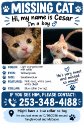 Lost Male Cat last seen East Tanglewood, Tacoma, WA 98404