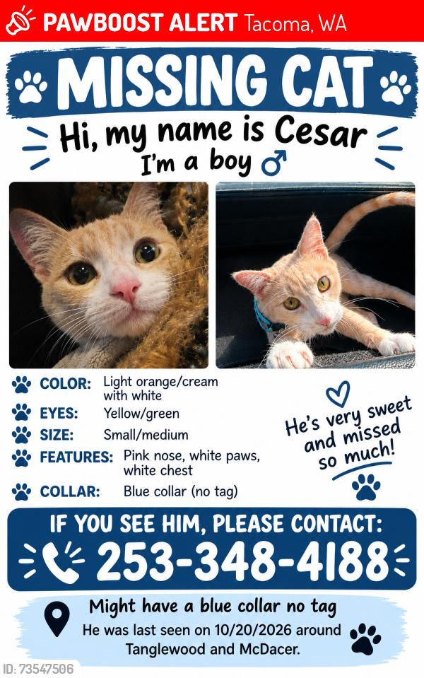 Lost Male Cat last seen East Tanglewood, Tacoma, WA 98404