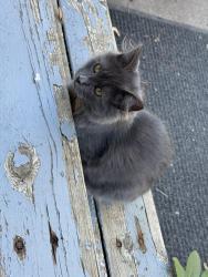 Reunited Female Cat last seen Annapolis and Haskell, West Saint Paul, MN 55118