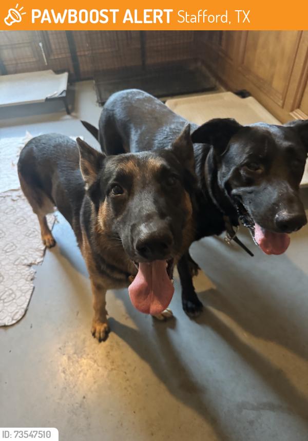 Found/Stray Male Dog last seen S Main Street, Stafford, TX 77477
