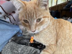Lost Male Cat last seen county road 2, Saint Joseph, MN 56387