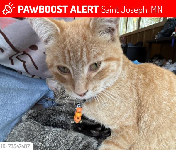 Lost Male Cat last seen county road 2, Saint Joseph, MN 56387