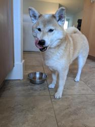 Reunited Female Dog last seen Baze Rd San Mateo, San Mateo, CA 94403