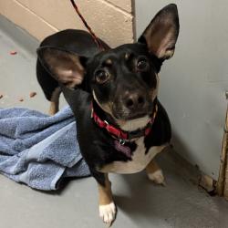 Shelter Stray Female Dog last seen , 2608 Center St, Tacoma, WA 98409, USA