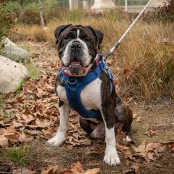 Shelter Stray Male Dog last seen , 361 S Raymond Ave, Pasadena, CA 91105, USA