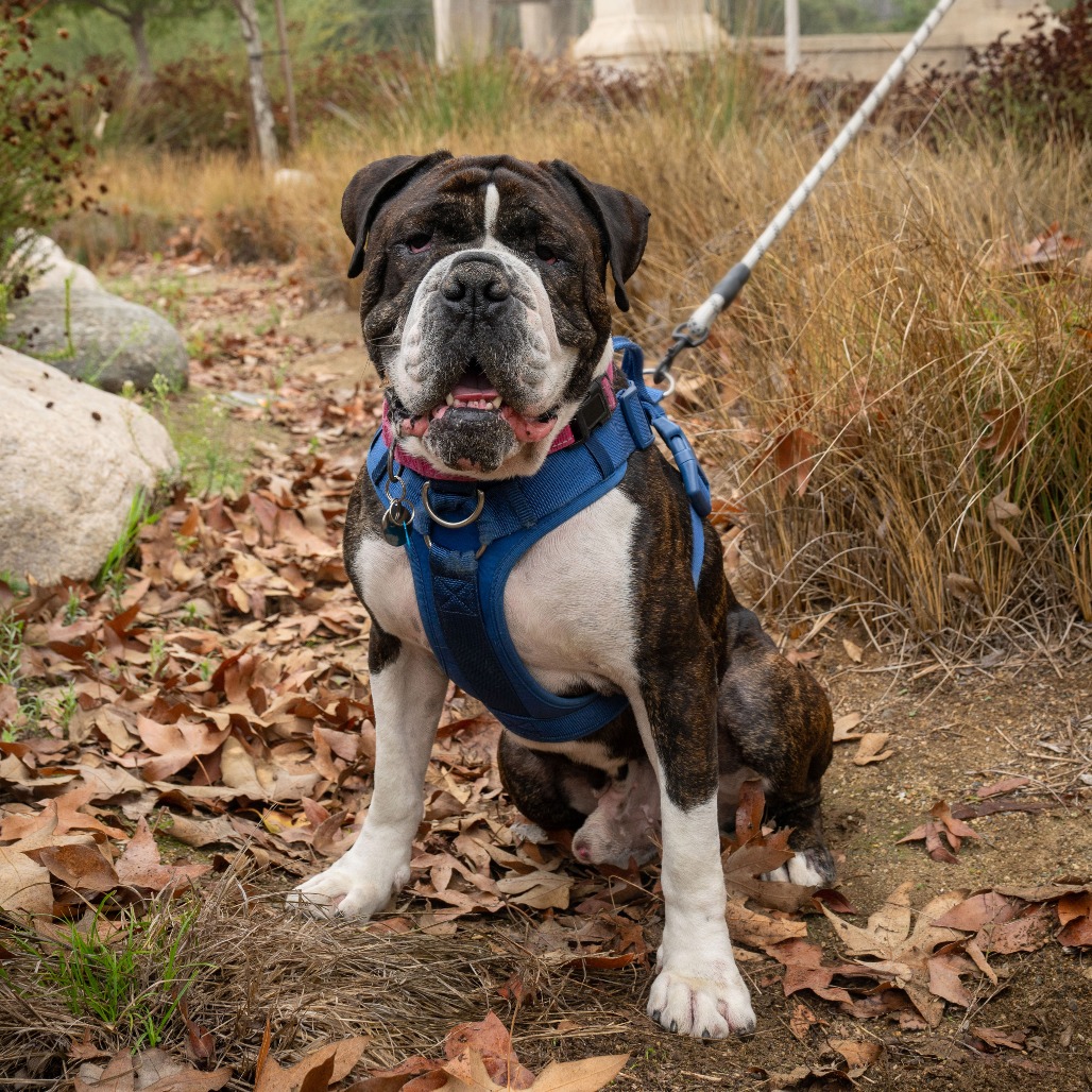 Shelter Stray Male Dog last seen , 361 S Raymond Ave, Pasadena, CA 91105, USA