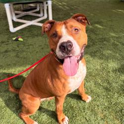 Shelter Stray Male Dog last seen , 361 S Raymond Ave, Pasadena, CA 91105, USA
