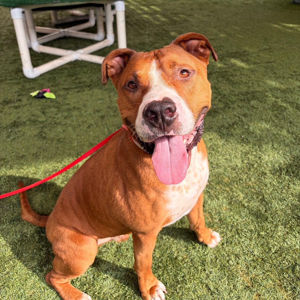Shelter Stray Male Dog last seen , 361 S Raymond Ave, Pasadena, CA 91105, USA