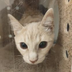Shelter Stray Female Cat last seen , Animal Care & Control Team of Philly, 111 W Hunting Park Ave, Philadelphia, PA 19140, USA