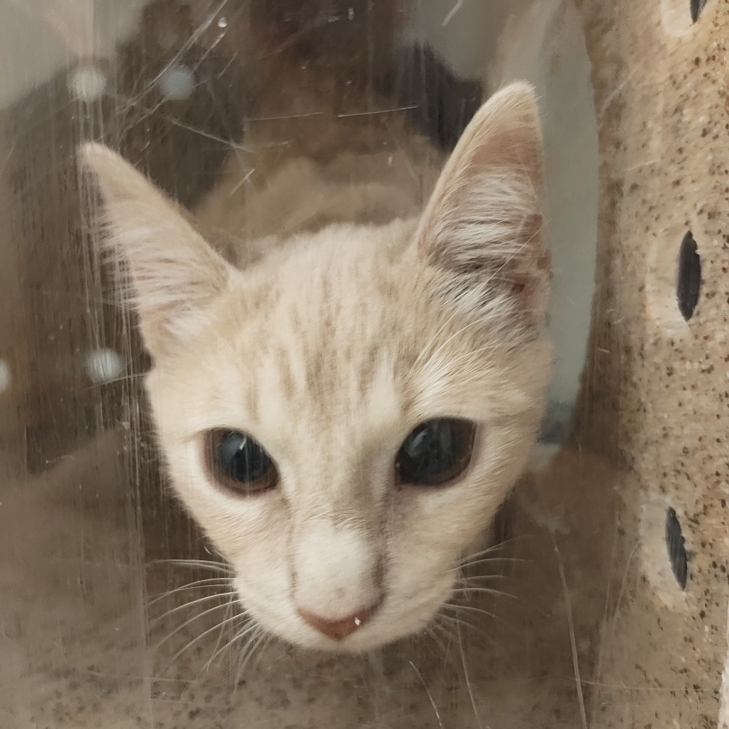 Shelter Stray Female Cat last seen , Animal Care & Control Team of Philly, 111 W Hunting Park Ave, Philadelphia, PA 19140, USA