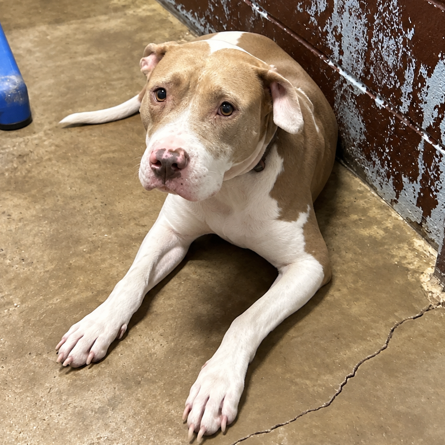 Shelter Stray Female Dog last seen , 901 N Haverty St, Pine Bluff, AR 71601, USA