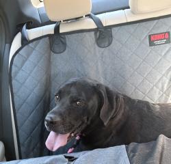 Found/Stray Male Dog last seen Cowart Rd and Trapnell Rd in Plant City, Plant City, FL 33567