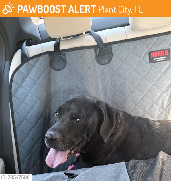 Found/Stray Male Dog last seen Cowart Rd and Trapnell Rd in Plant City, Plant City, FL 33567