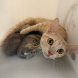 Shelter Stray Female Cat last seen , 4900 Milgen Rd, Columbus, GA 31907, USA