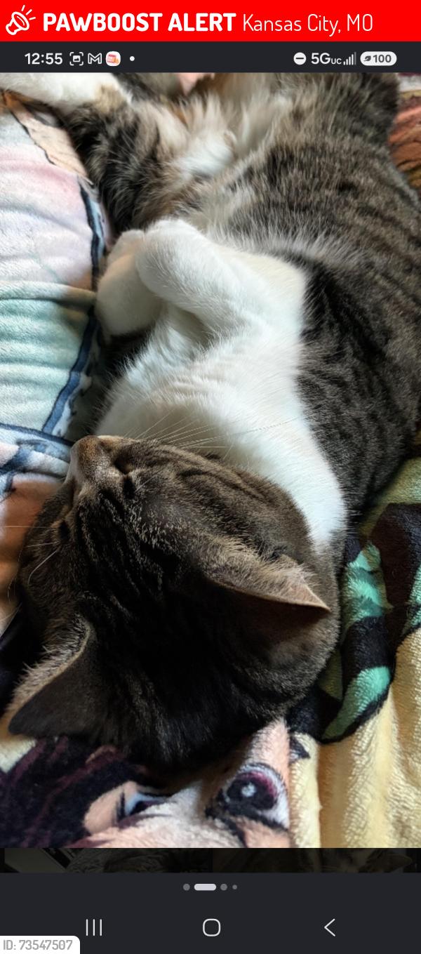 Lost Male Cat last seen 87th and ford, Kansas City, MO 64138