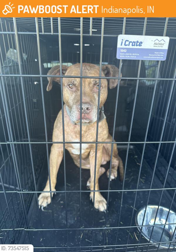 Found/Stray Male Dog last seen Smock golf course, Indianapolis, IN 46237