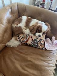 Reunited Female Dog last seen Near 206th St SW Edmonds WA 98026, Edmonds, WA 98026