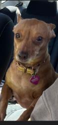 Reunited Female Dog last seen Near N 300 E, American Fork, UT 84003, USA, American Fork, UT 84003
