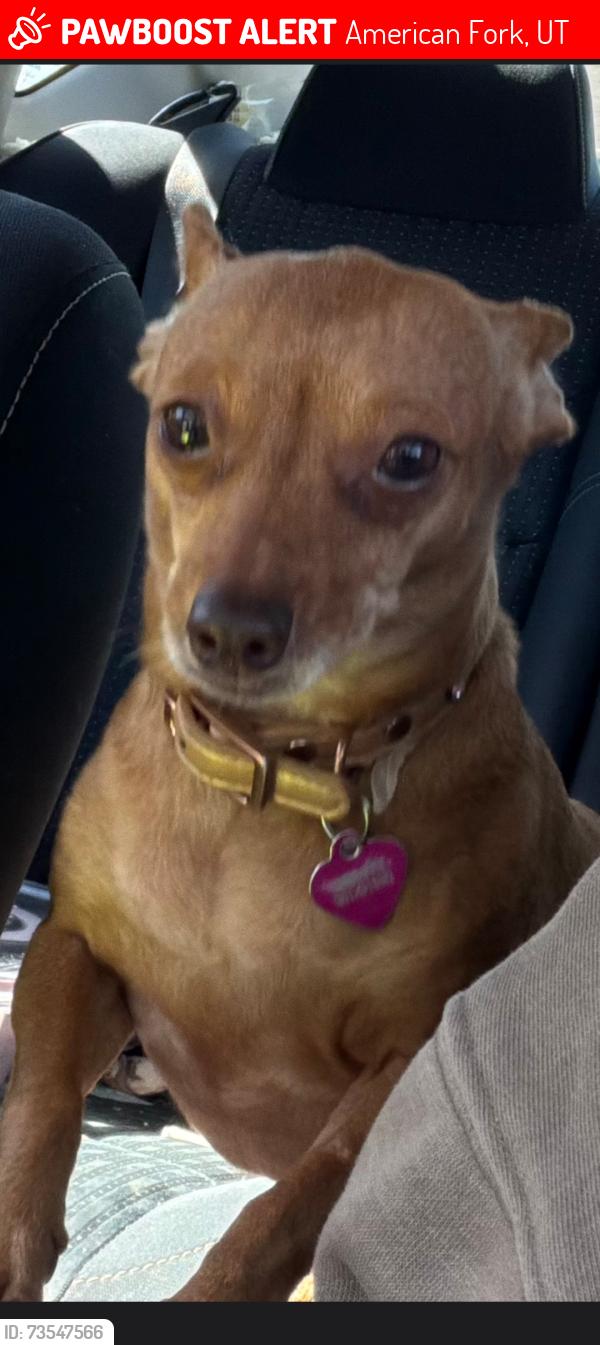 Lost Female Dog last seen American fork High school, American Fork, UT 84003