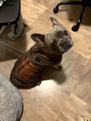 Lost Male Dog last seen Twin creeks, Cleburne, TX 76031