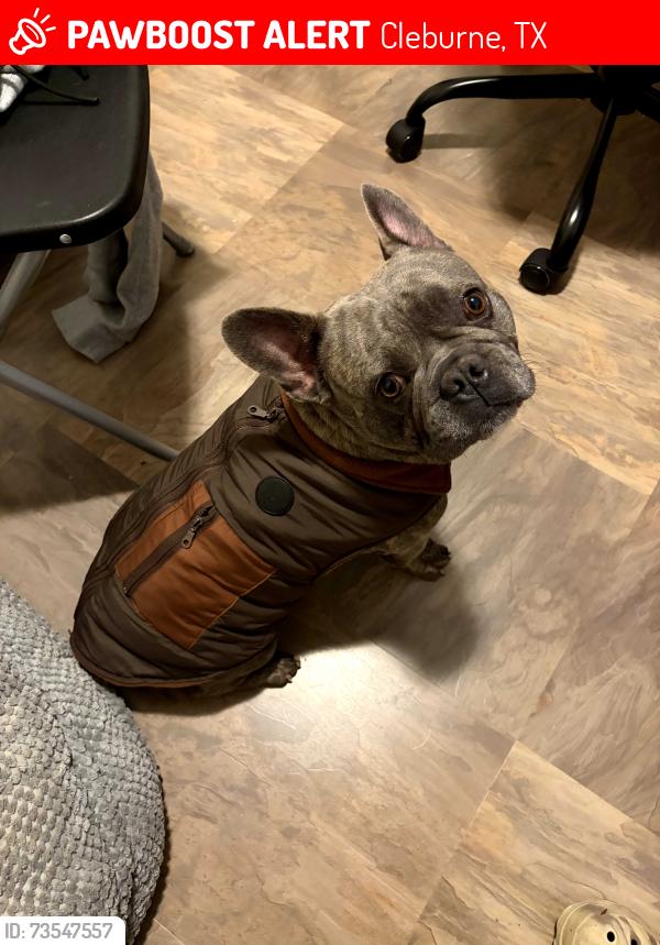 Lost Male Dog last seen Twin creeks, Cleburne, TX 76031