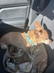 Lost Female Dog last seen Council Rd, Oklahoma City, OK 73127