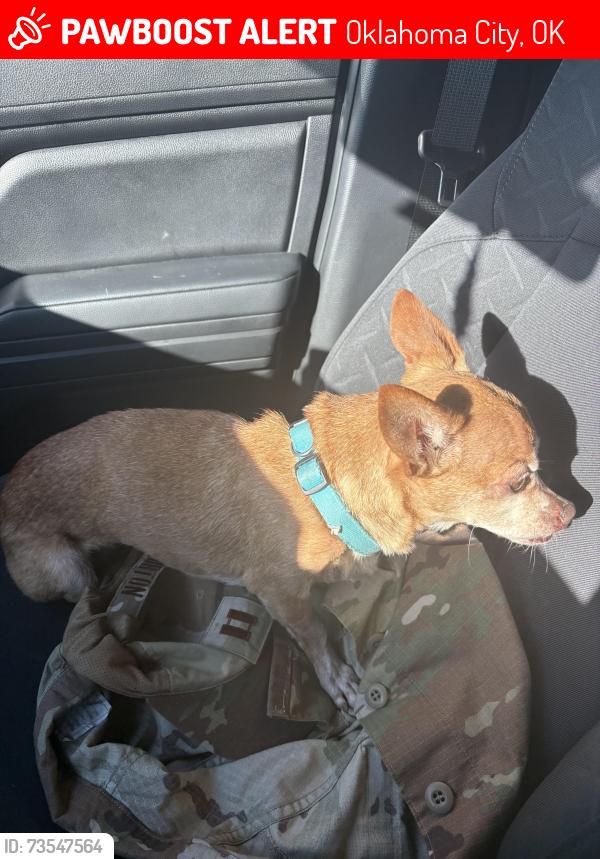 Lost Female Dog last seen Council Rd, Oklahoma City, OK 73127