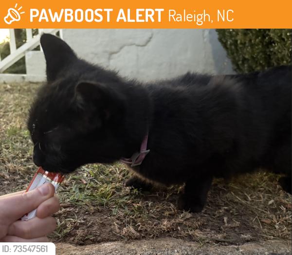 Found/Stray Unknown Cat last seen Hargett & Camden, Raleigh, NC 27601