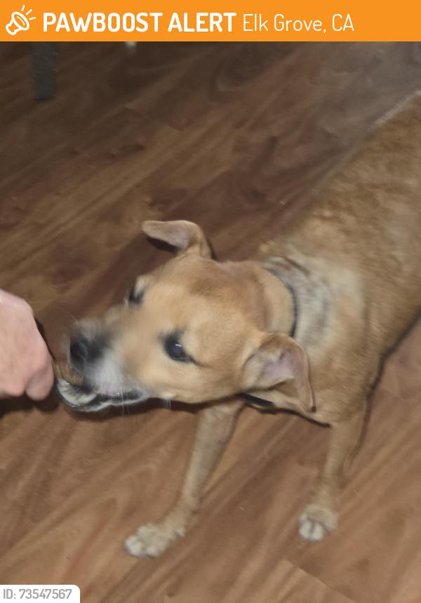 Found/Stray Male Dog last seen Castello Elementary School, Elk Grove, CA 95757