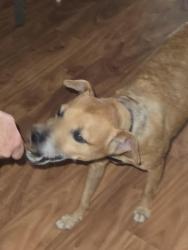 Found/Stray Male Dog last seen Castello Elementary School, Elk Grove, CA 95757