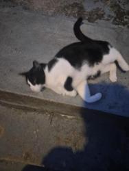 Found/Stray Unknown Cat last seen Now Open Market, Washington, DC 20010