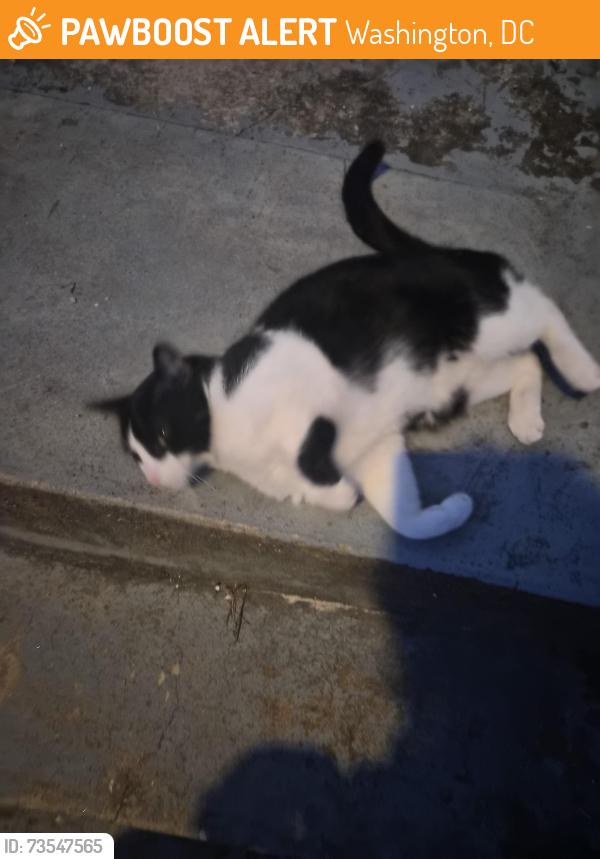 Found/Stray Unknown Cat last seen Now Open Market, Washington, DC 20010
