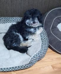 Found/Stray Male Dog last seen Escondido, Escondido, CA 92046