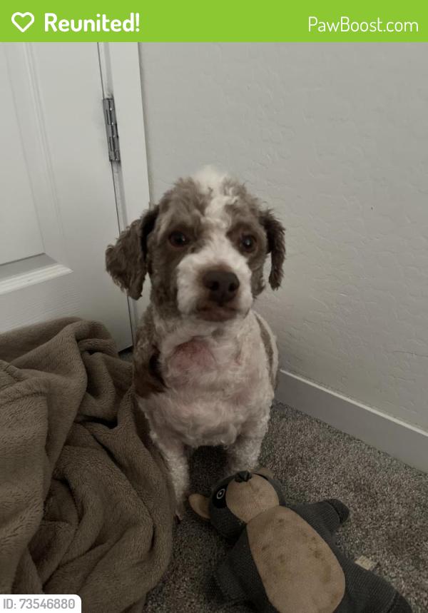 Reunited Male Dog last seen Near e oxford ln, Gilbert, AZ 85295