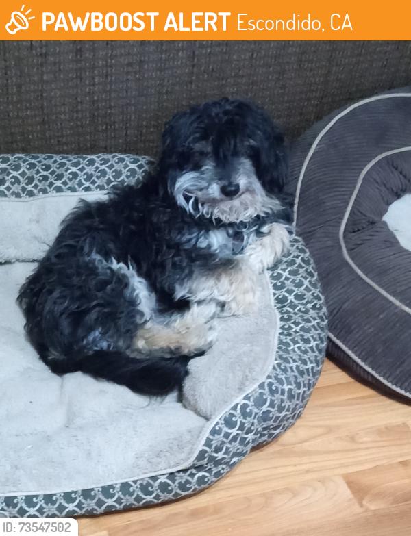 Found/Stray Male Dog last seen Escondido, Escondido, CA 92046