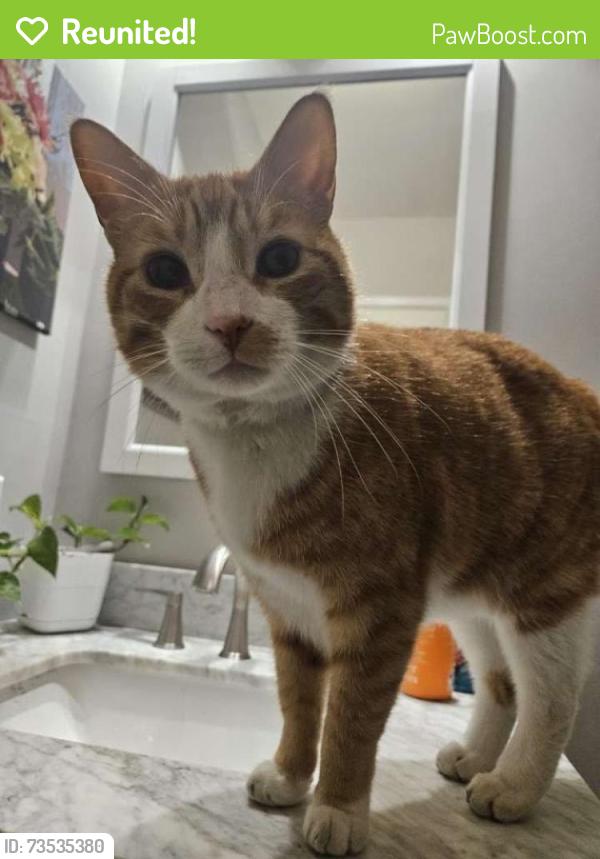 Reunited Male Cat last seen Steel Ridge s, Edmonton, AB T5A 4M6