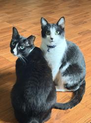 Reunited Female Cat last seen Lakeview, Fort Lauderdale, FL 33309