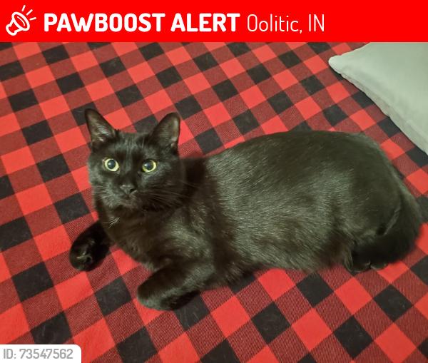 Lost Female Cat last seen 8th and Lafayette Ave, Oolitic, IN 47451