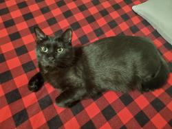 Lost Female Cat last seen 8th and Lafayette Ave, Oolitic, IN 47451