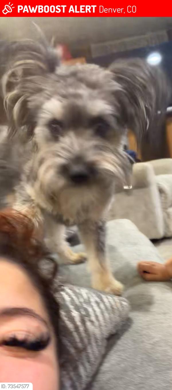 Lost Male Dog last seen Arkansas, Mississippi Tejon in Florida, Denver, CO 80223