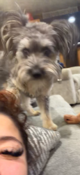 Lost Male Dog last seen Arkansas, Mississippi Tejon in Florida, Denver, CO 80223