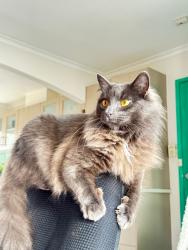 Reunited Male Cat last seen Near kiora st, Altona Meadows, VIC 3028
