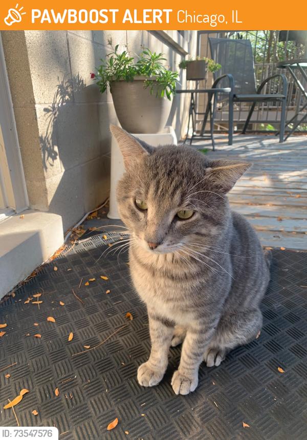 Found/Stray Male Cat last seen Racine & Washburne, Chicago, IL 60608