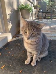 Found/Stray Male Cat last seen Racine & Washburne, Chicago, IL 60608