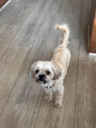 Reunited Female Dog last seen Near AMPM off of Sophia Pkwy, El Dorado Hills, CA 95762